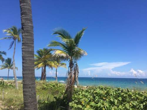 Beach Palm trees tropical 