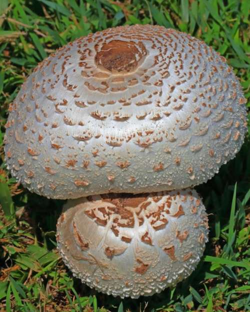 mushroom fungi fungus