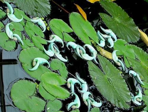 Lilly pad pond nature aquatic plants plants