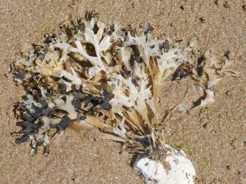 seaweed sand shore beach stone