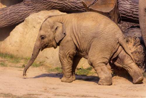 child elephant running cute nature
