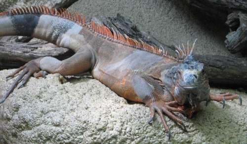 iguana lizard reptile animal nature