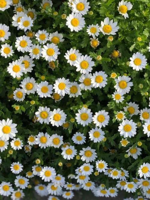 Daisy daisies floral flowers