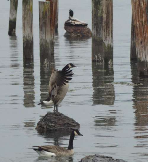 Canadian Geese bird geese goose