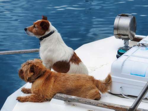 dogs boat prow waiting harbor