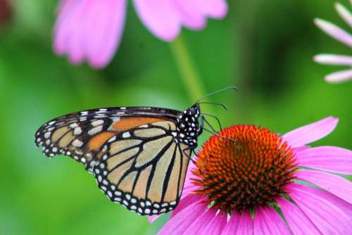 insect butterfly monarch wings summer