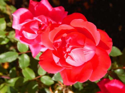 Red rose rose