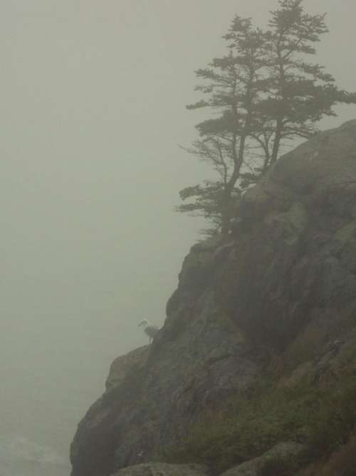 foggy cliff cliffs tree surreal 