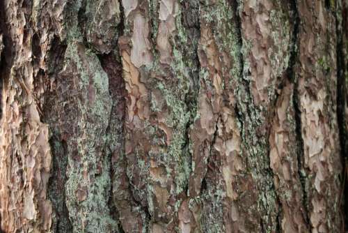 bark tree wood texture abstract