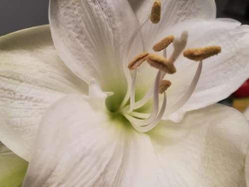 lily flower white bloom