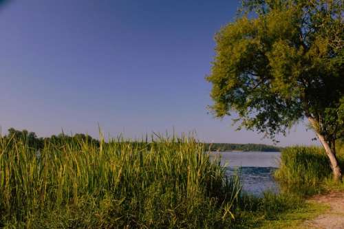 Lake Water Tree Path Green