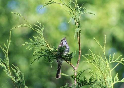 nature animal bird sparrow songbird