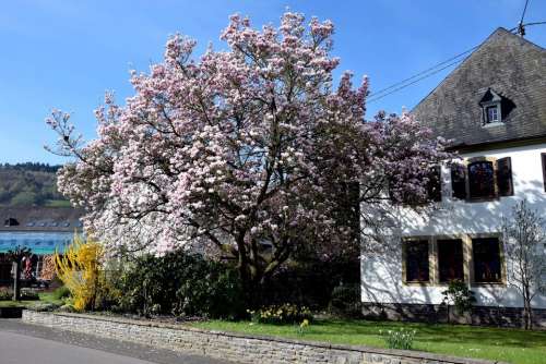 magnolia blossom tree flower pink