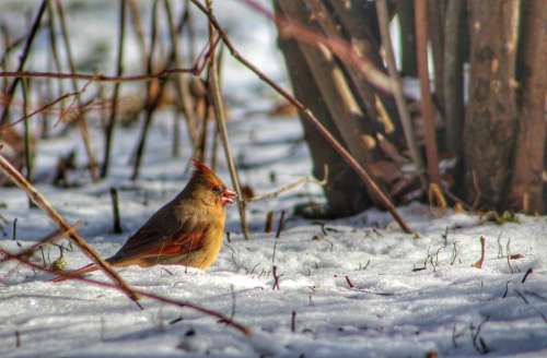 nature outdoors wildlife birds cardinal