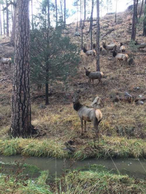 elk herd bull elk watering hole New Mexico wildlife