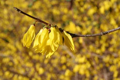 forsythia forsythia flower yellow flower flowering shrubs garden