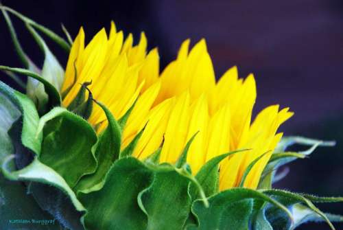 flower sunflower garden