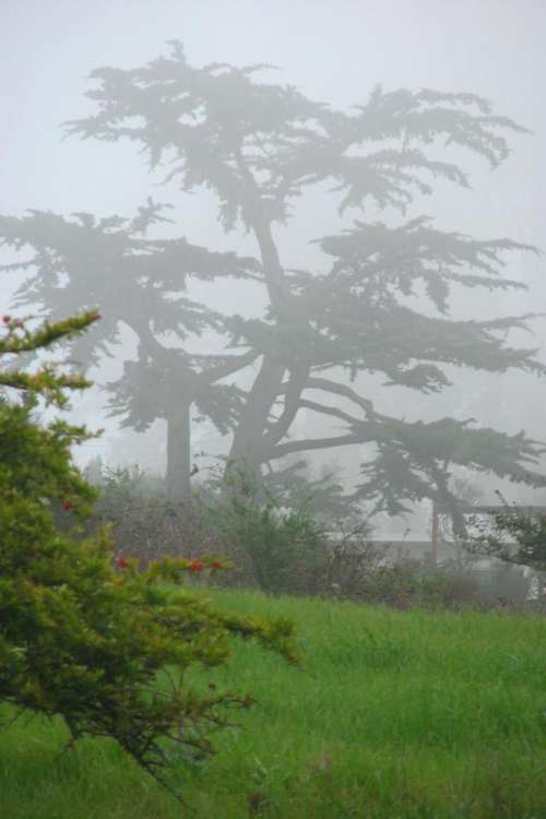 tree silhouette fog green landscape