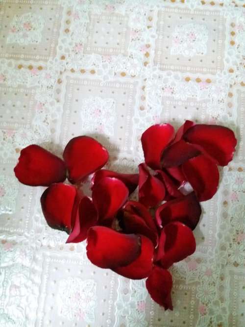 rose petals red rose heart shape heart