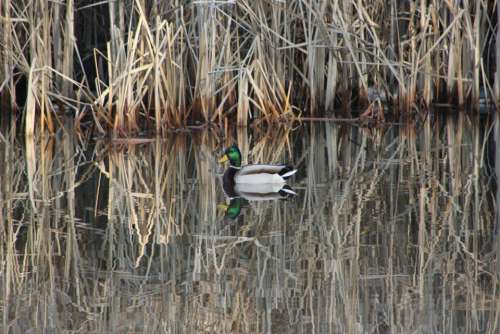 animal nature fowl bird duck