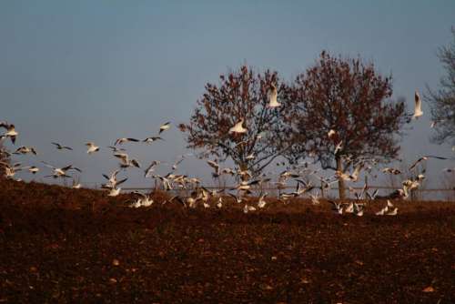 seagul seaguls flock bird birds