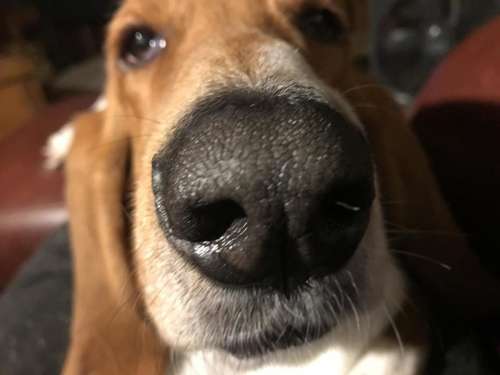 Dog snout nose pets dogs