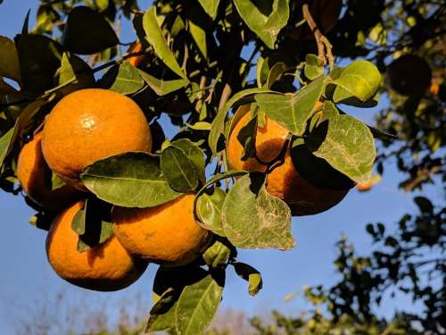 Orange oranges fruit
