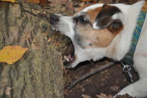jack russell terrier Jayne dog dog bite