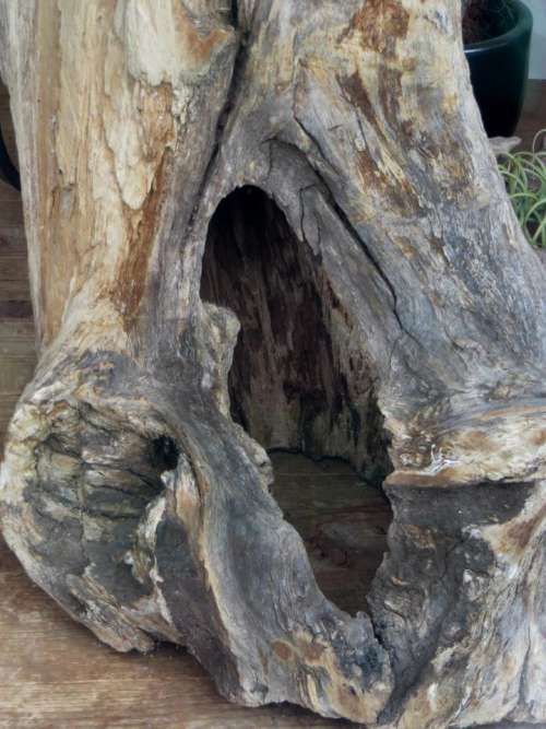 tree trunk opening hole hollow
