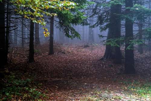 magically forest autumn fog trees