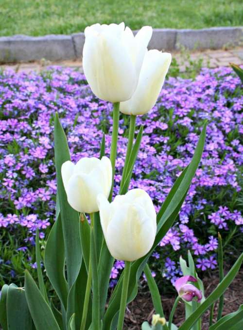 #flowersforyou tulips tulip white tulips spring flowers