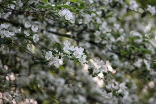 nature tree blossom fruit spring