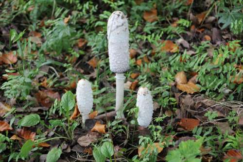 fungus fungi forrest white  