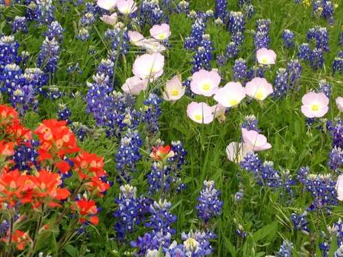 Field of wildflowers wild flower flowers floral garden