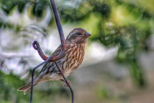 animal bird feeder suburbia birds