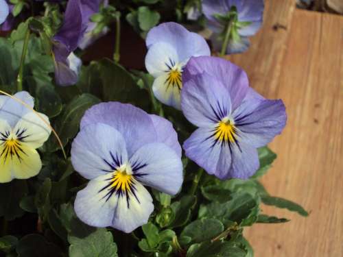 purple pansy pansies viola flower