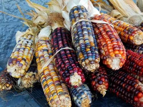 corn maize Indian Corn Flint Corn multicolored