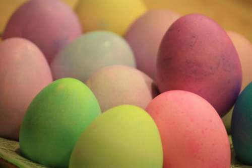 Easter Eggs hard boiled poultry chicken colored