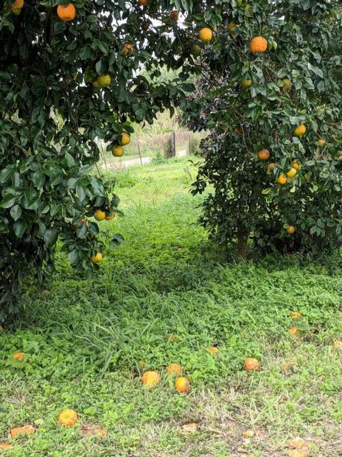 Oranges orange tree citrus fruit  