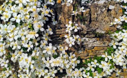 flowers wall climbing summer