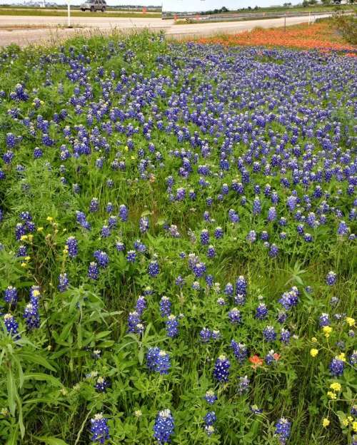 Field of Bluebonnets wild flower flowers floral garden