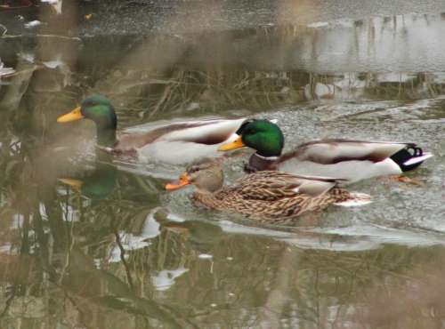 nature animal wildlife ducks winter