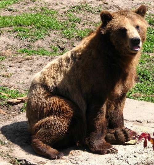 bear brown animal nature