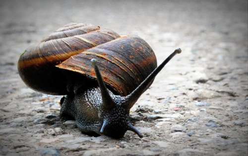 Snail macro nature 