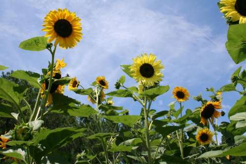 sunflowers sunflower garden sunflowers in a field