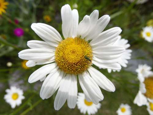 Daisy flowers floral 