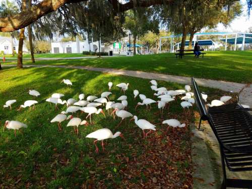 Ibis white aquatic birds Florida