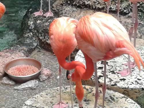 Flamingos flamingo bird 