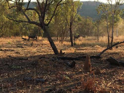 nature bush donkeys outback wild donkeys