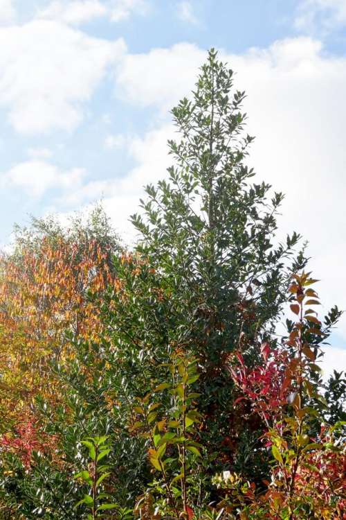 foliage autumn trees brown amber